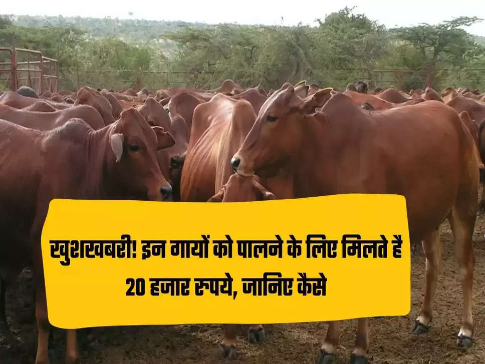 Dairy Farming Scheme : गौपलकों की खुली किस्मत! इन गायों के लिए मिल रहे हैं 20000 का लाभ, फटाफट जाने क्या है प्रोसेस