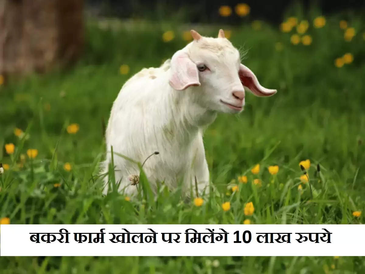बकरी पालकों के लिए खुशखबरी! फार्म खोलने पर मिलेगी 10 लाख रुपये की सहायता, ऐसे करे ऑनलाइन आवेदन ​​​​​​​