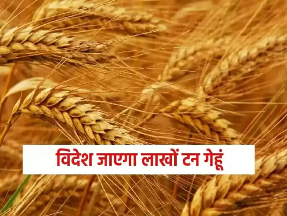 Wheat Export: भारत को मिला आपदा में अवसर, रूस-यूक्रेन युद्ध के बीच मिश्र समेत इन देशों को गेहूं बेचने की तैयारी
