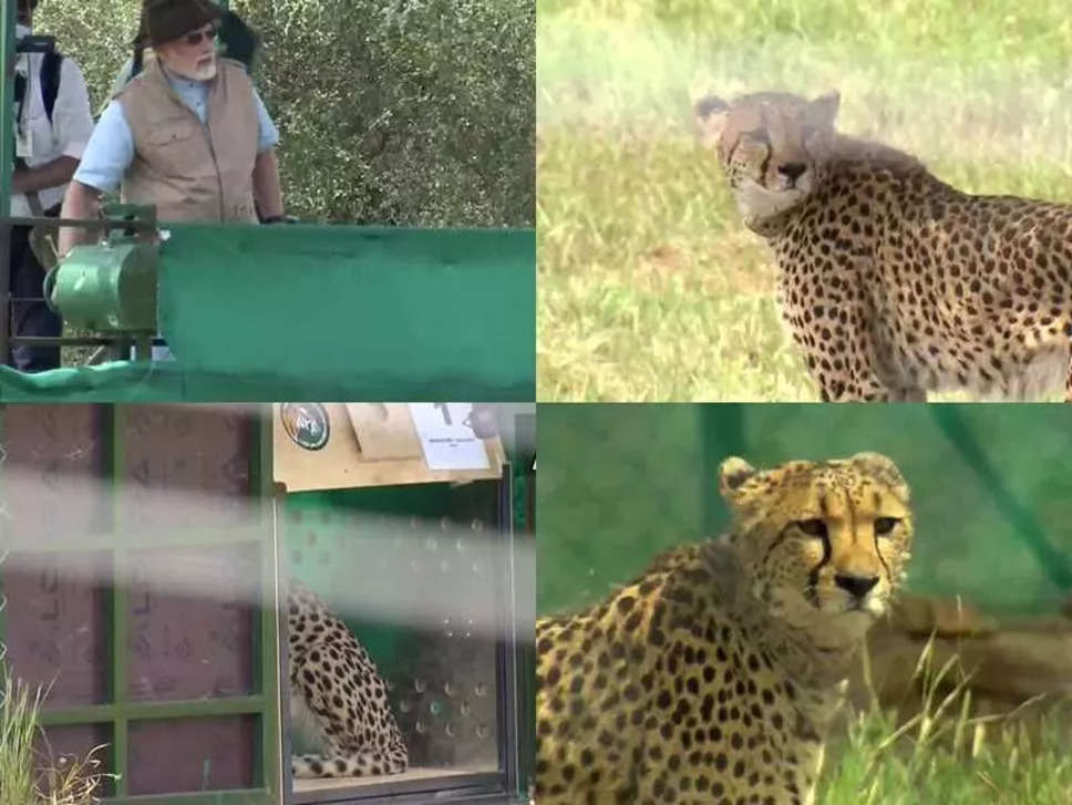 Cheetah in India: नामीबिया से 8 चीतों को लेकर ग्वालियर पहुंचा विशेष विमान, भारत में चीता युग की शुरुआत