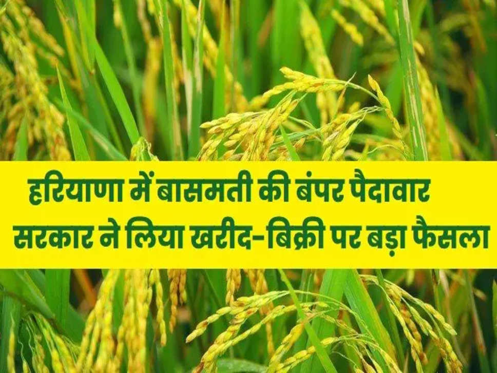 Haryana Basmati : हरियाणा के किसान कर रहे हैं बासमती की जबरदस्त पैदावार, खरीद बिक्री पर आया सरकार के ये फैसला