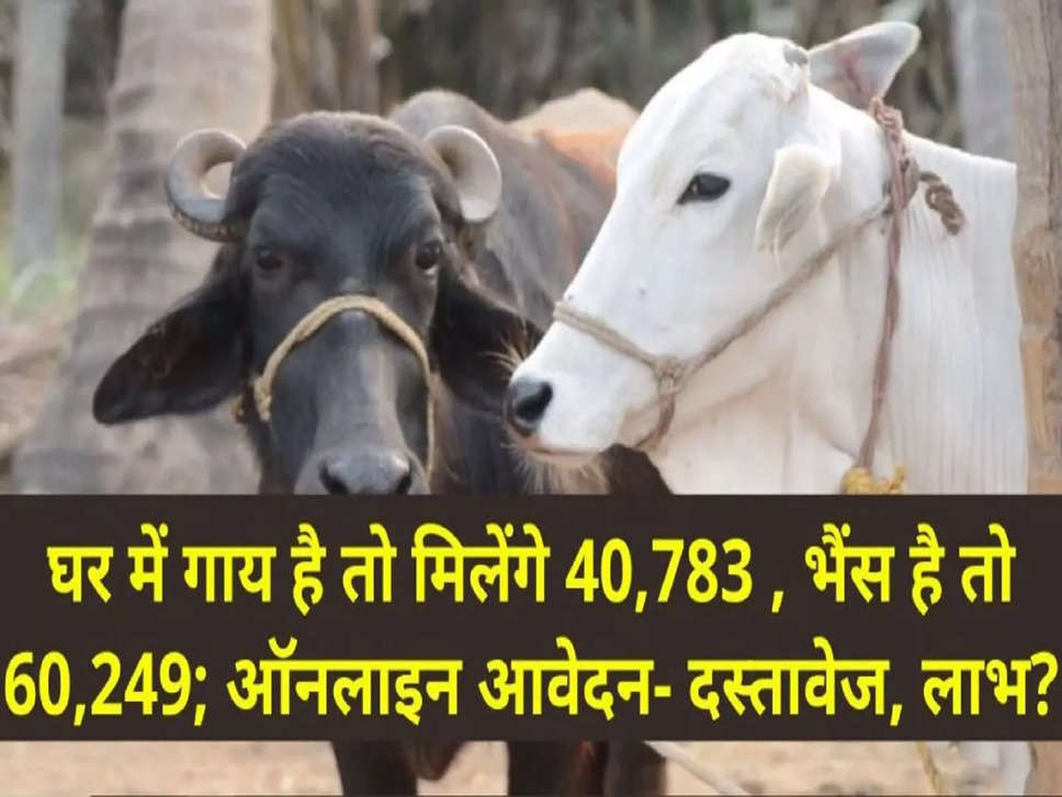 Pashu Kisan Credit Card : घर में गाय है तो मिलेंगे रू40,783 , भैंस है तो रू60,249; जानें कैसे मिलेगा लाभ?