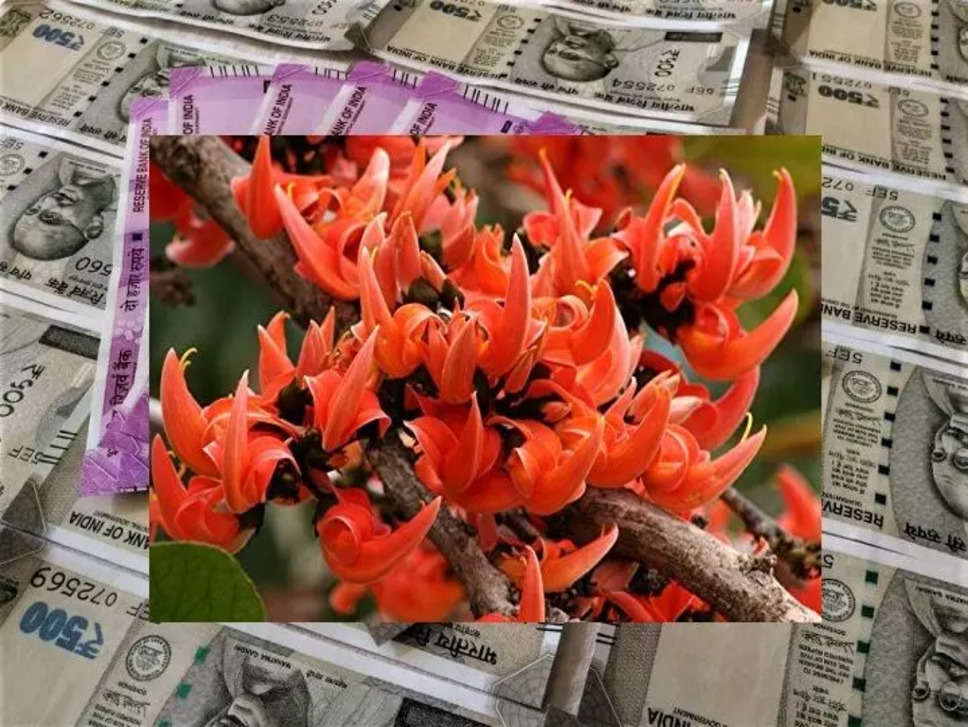 Vastu Tips: पैसों की तिजोरी में रख दीजिए ये फूल, सदा भरें रहेंगे धन के भंडार