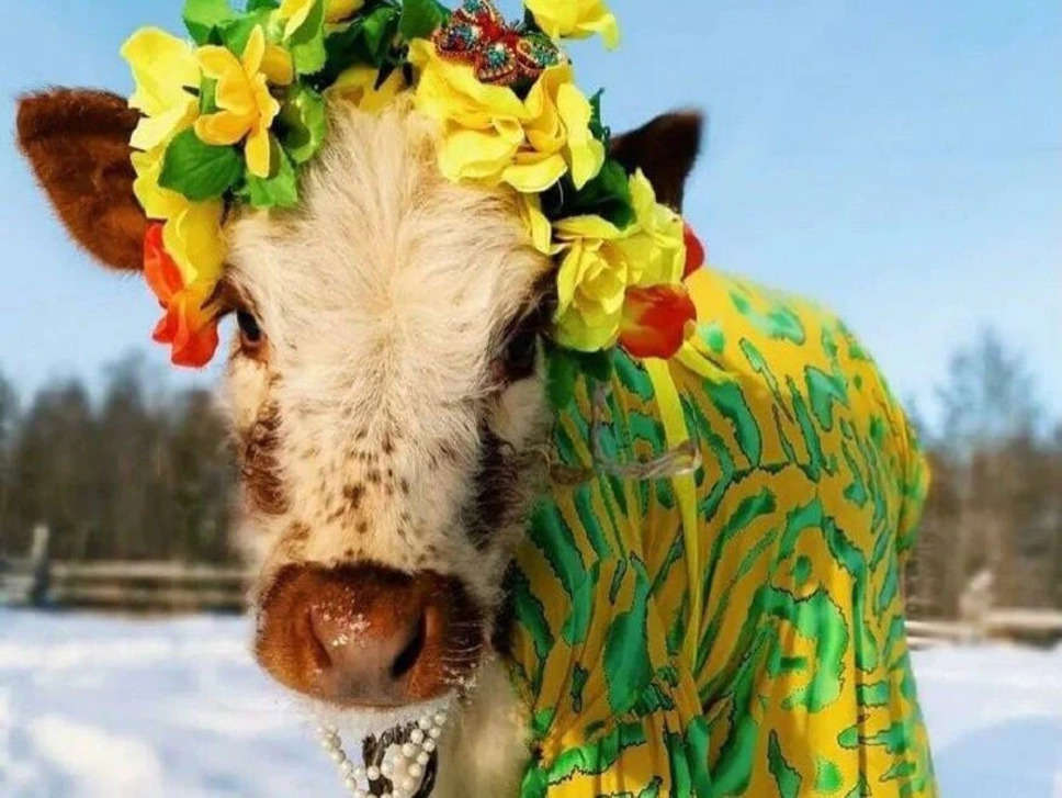 Russia Cows Beauty Competition