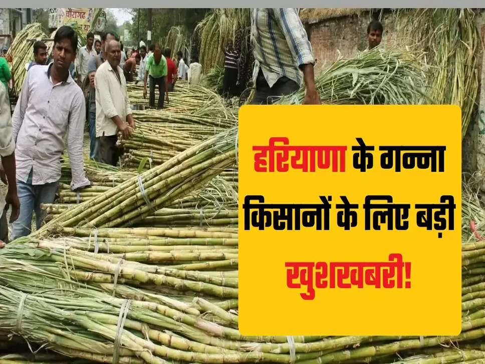 Haryana Sugarcane, Sugarcane Area Haryana, MSP Sugarcane,   Haryana Agriculture, Haryana Farmers, Haryana Agri Scheme, Sugarcane Rate in Haryana, MSP Haryana, Haryana Kheti, Haryana Farmer Lifestyle, Haryana Govt New Scheme