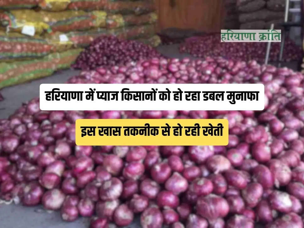 Cultivation of onion