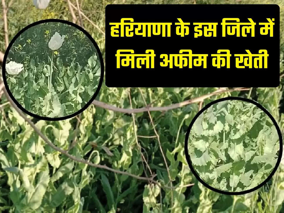 Opium cultivation in Fatehabad