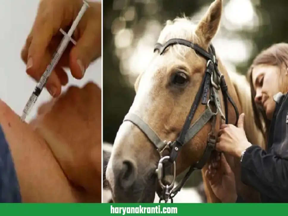Horse Injection