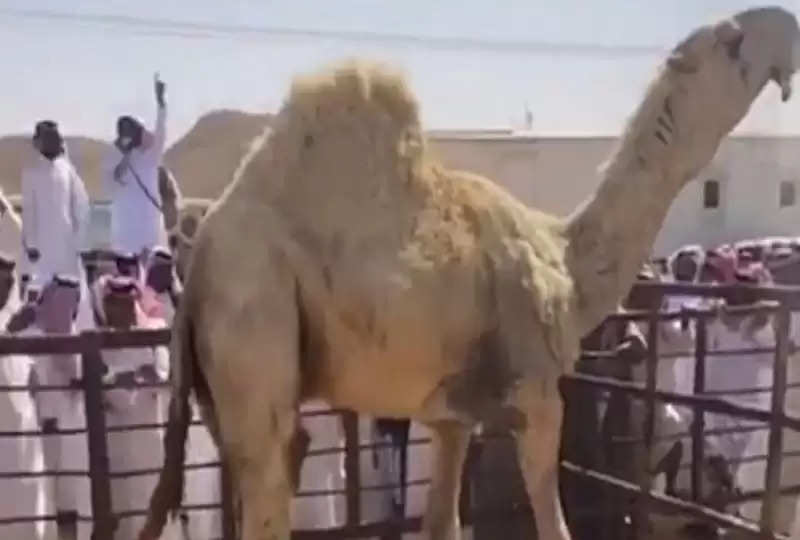 Most Expensive Camel: 14 करोड़ में बिका दुनिया का सबसे महंगा ऊंट! जानकर लोगों ने दांतों तले दबा ली अंगुली