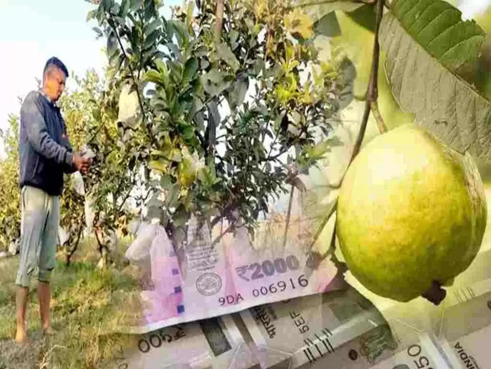 guava farming, guava farming tips, how to cultivate guava farming, guava farming news , haryana farmers news